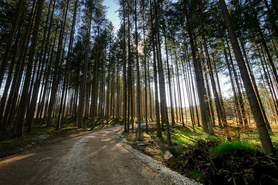forest, tree, nature, landscape, path, away, road, scenic, hiking HD wallpaper