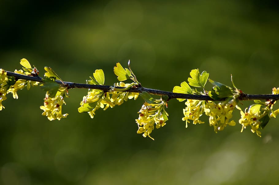 spring, branch, yellow, flowers, plant, season, leaves, colorful HD wallpaper