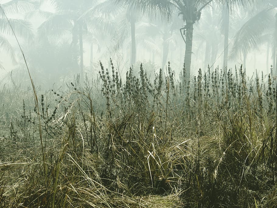 trees, plants, forest, palms, fog, smoke, tropic, africa, rain forest HD wallpaper