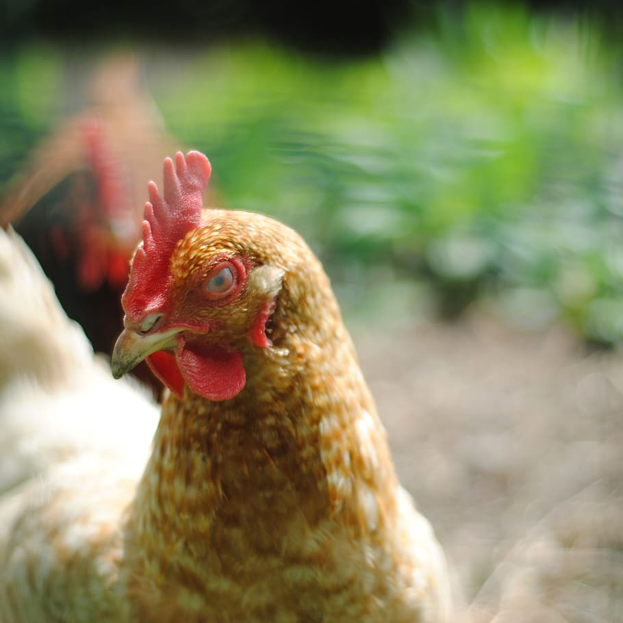 egg, pet, animal, face, cockerel, close up, eye, beak, bird HD wallpaper