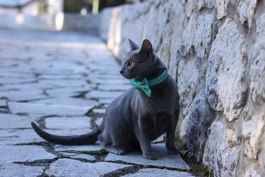 cat, pet, pets, bowtie, blue, russian, one animal, animal themes HD wallpaper