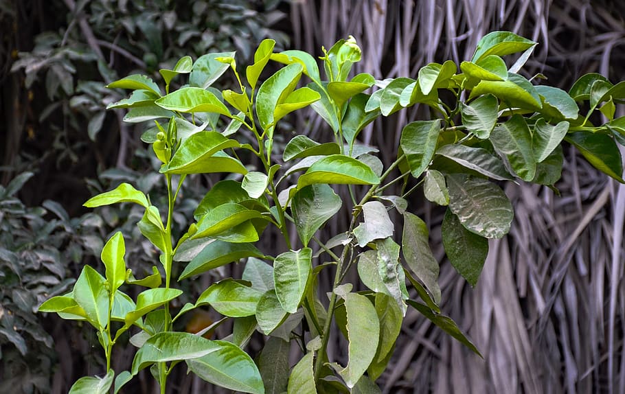 orange tree, garden, nature, robin, leaf, green, leaves, plant HD wallpaper