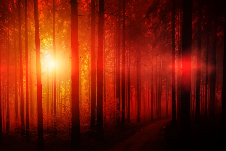 sun, forest, bill, trees, mood, weird, unreal, backlighting HD wallpaper