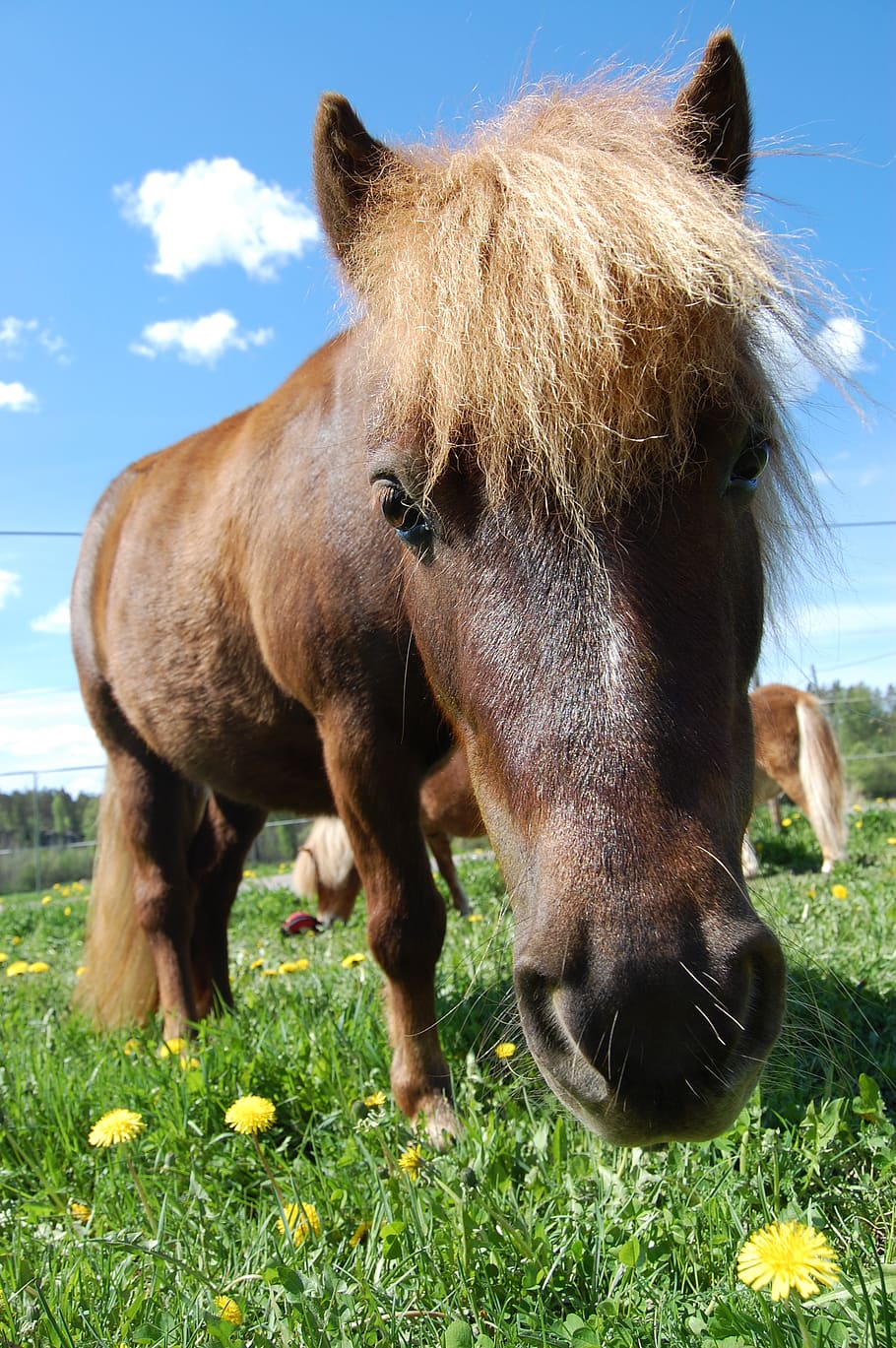 pony, summer, pasture, grass, nature, cute, mare, outdoors HD wallpaper