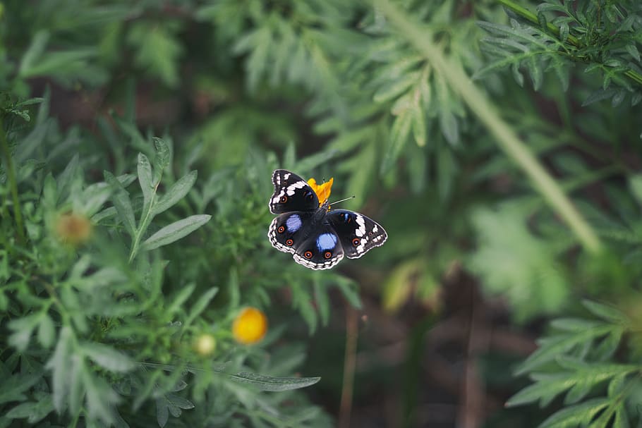 Black White and Blue Butterfly on Yellow Flower, flora, insect HD wallpaper