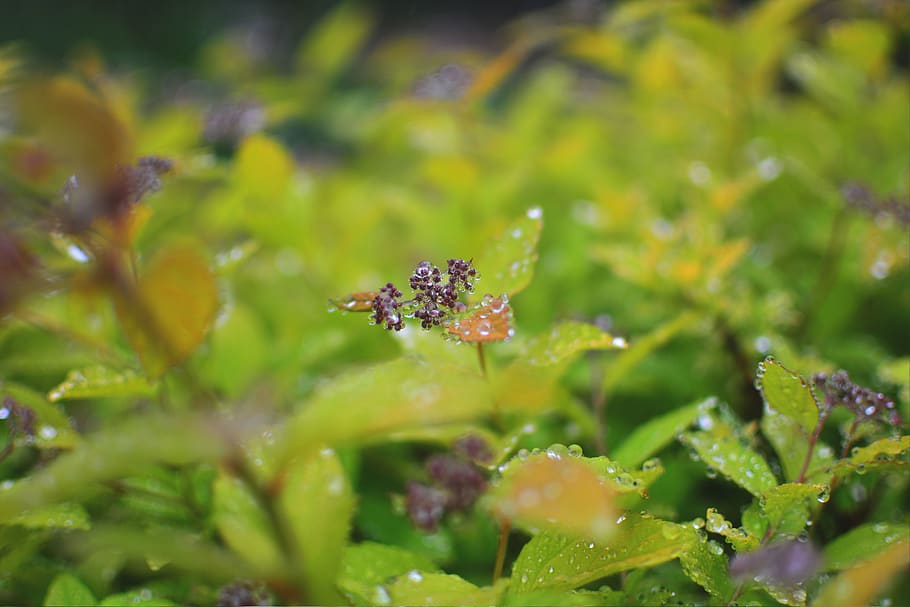 plant, drops, rain, rain drop, raindrop, rainy, macro, green HD wallpaper