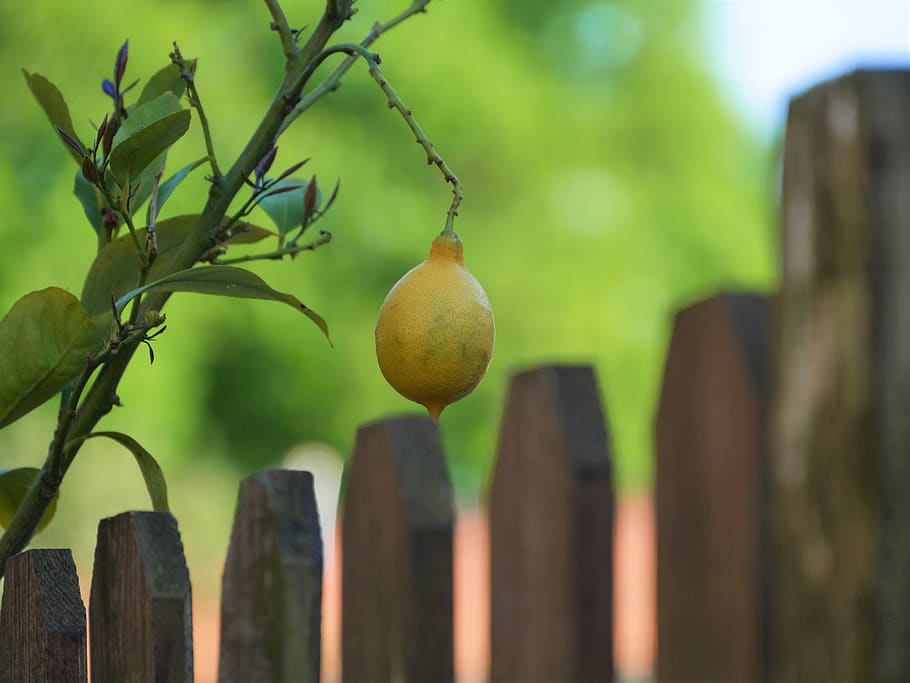 lemon, fruit, vegetal, bookeh, lumix, g7, blur, nature, food HD wallpaper