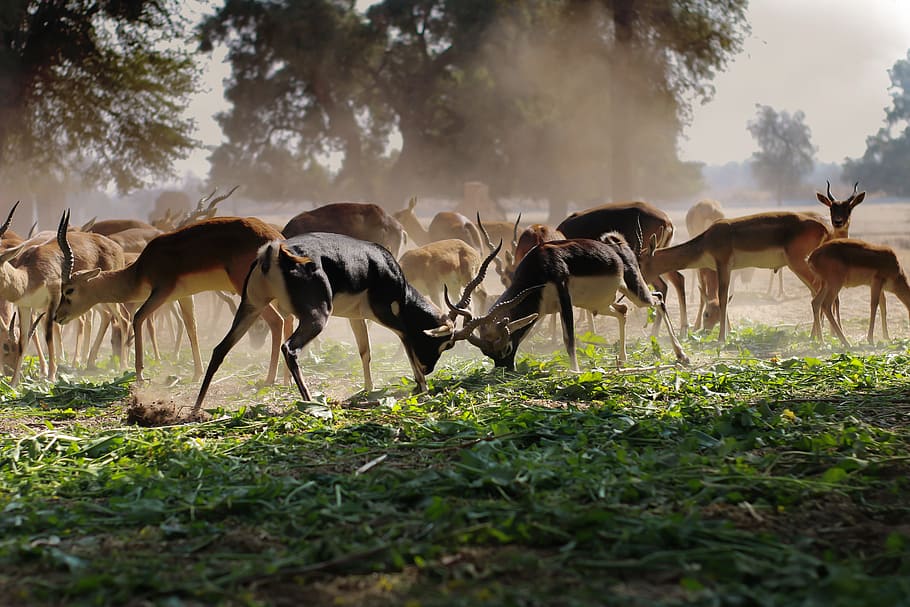 Flock of Brown Deer on Green Grass Field, animal photography