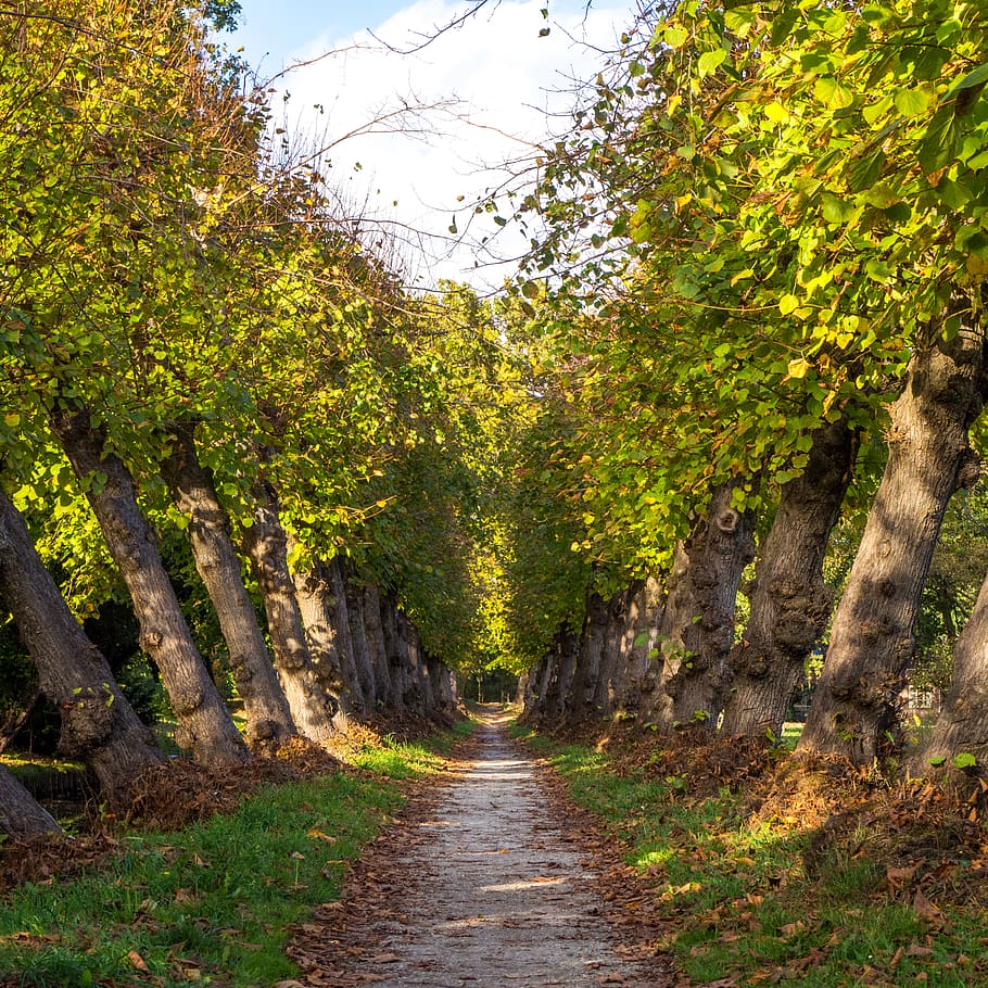gray walkway beside trees, road, gravel, dirt road, kersendijkje HD wallpaper