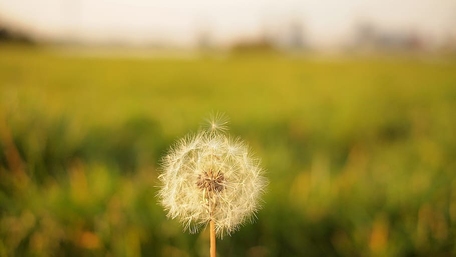dandelion, flower, blurry, plant, freshness, fragility, flowering plant HD wallpaper