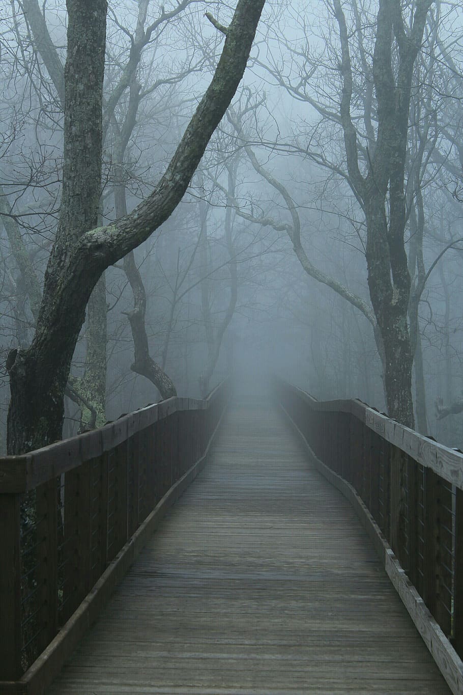 trees, forest, fog, mist, walk, path, pier, walkway, nature HD wallpaper