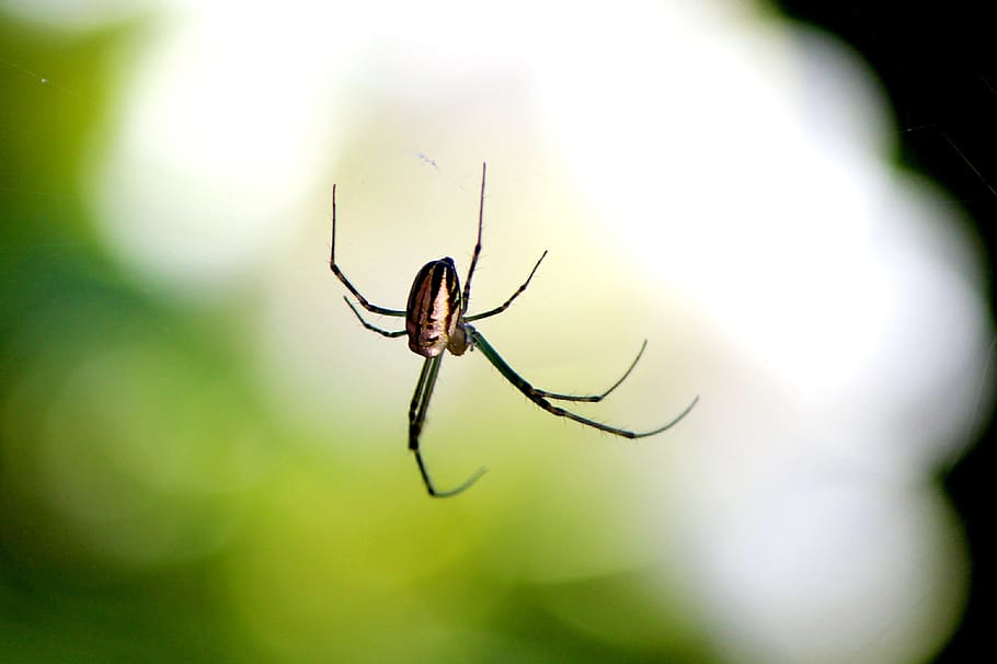 spider, nature, insect, cobweb, bug, botany, legs, lurking HD wallpaper