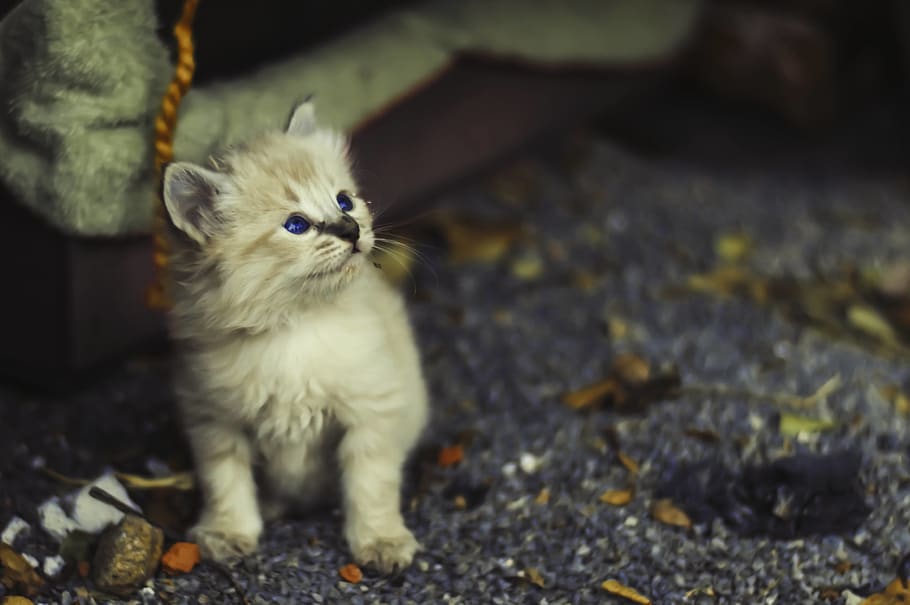 mexico, yuriria, cat, one animal, mammal, domestic, domestic animals HD wallpaper