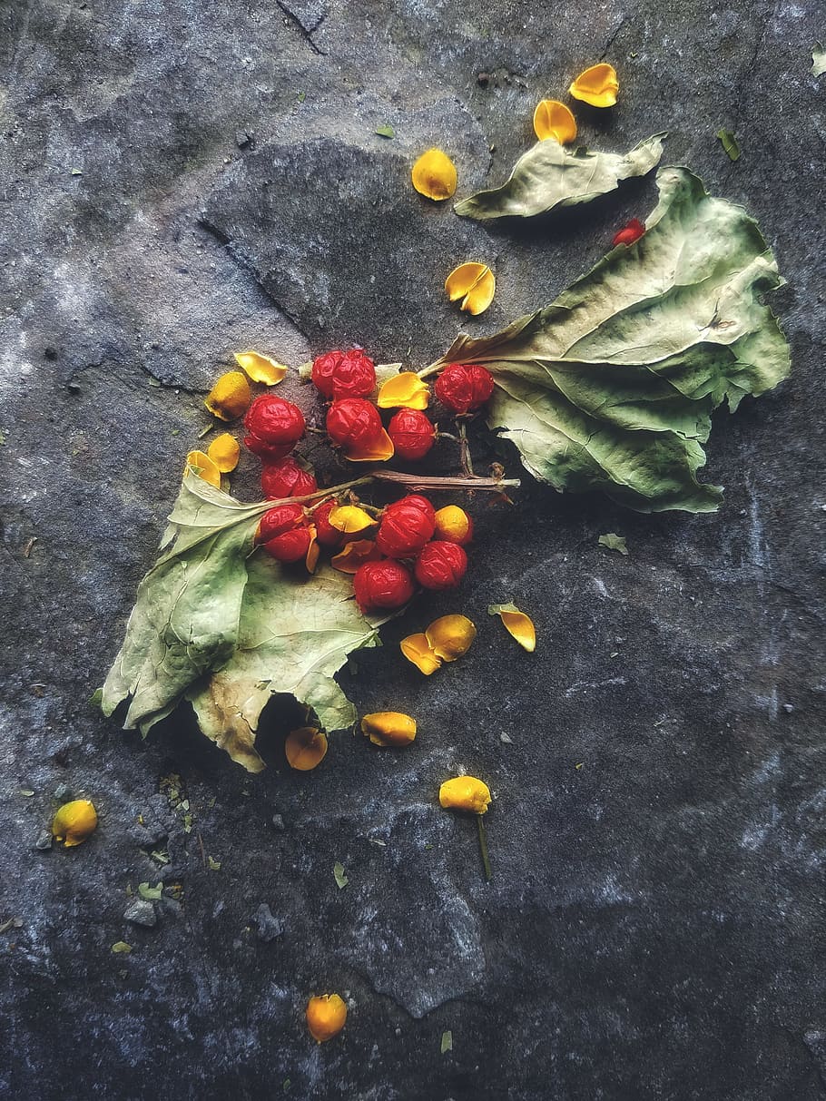 Red Fruit, dry leaves, freshness, food and drink, healthy eating HD wallpaper