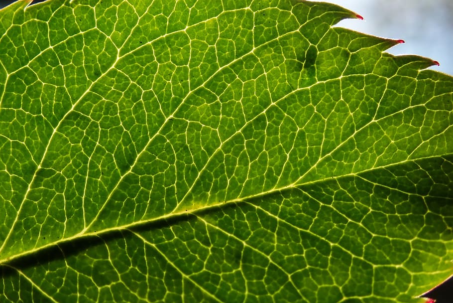 leaf, plant, texture, veins, garden, nature, plant part, green color HD wallpaper