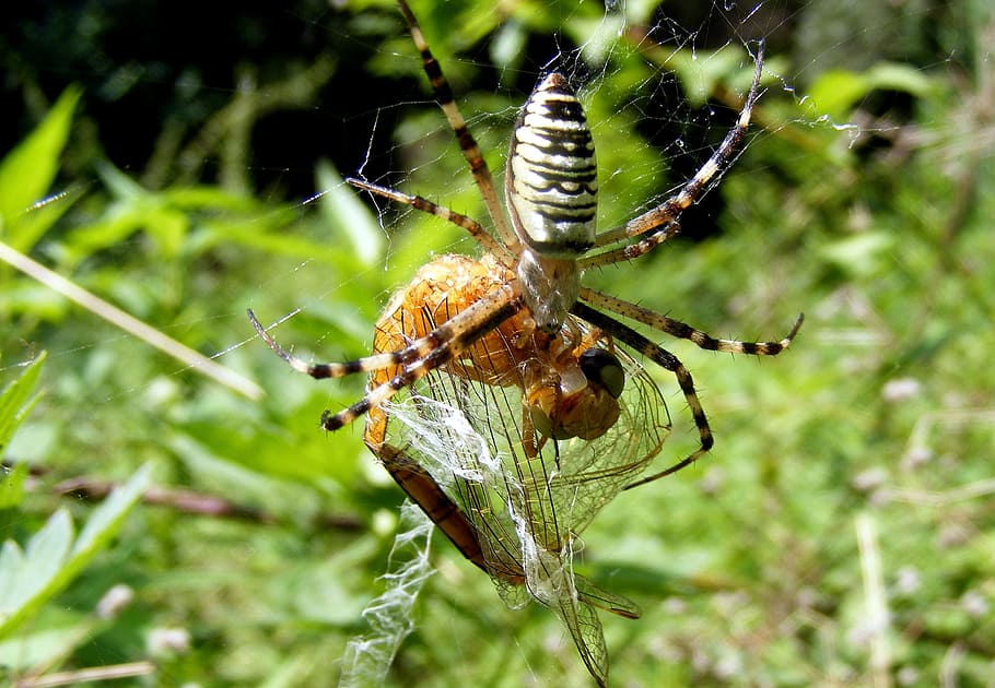 catch, prey, hunt, nature, insect, animal wildlife, animals in the wild HD wallpaper