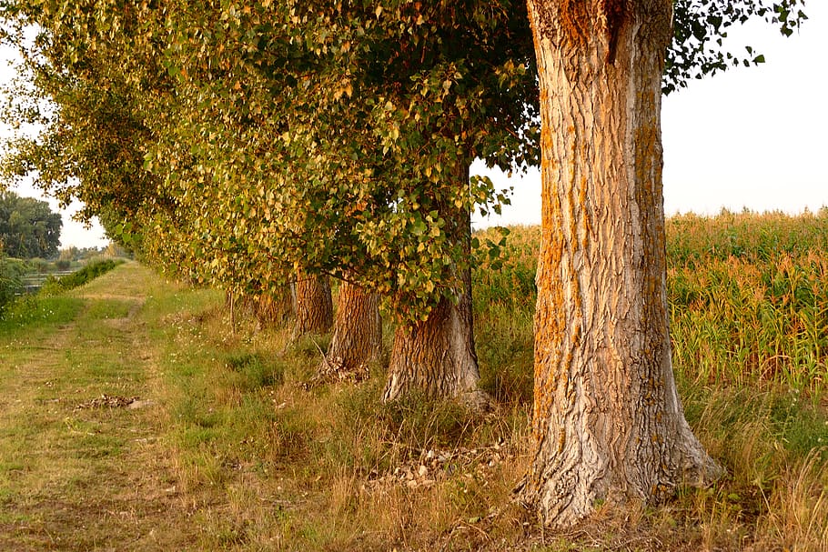 tree, field, nature, summer, country, path, plant, tree trunk HD wallpaper