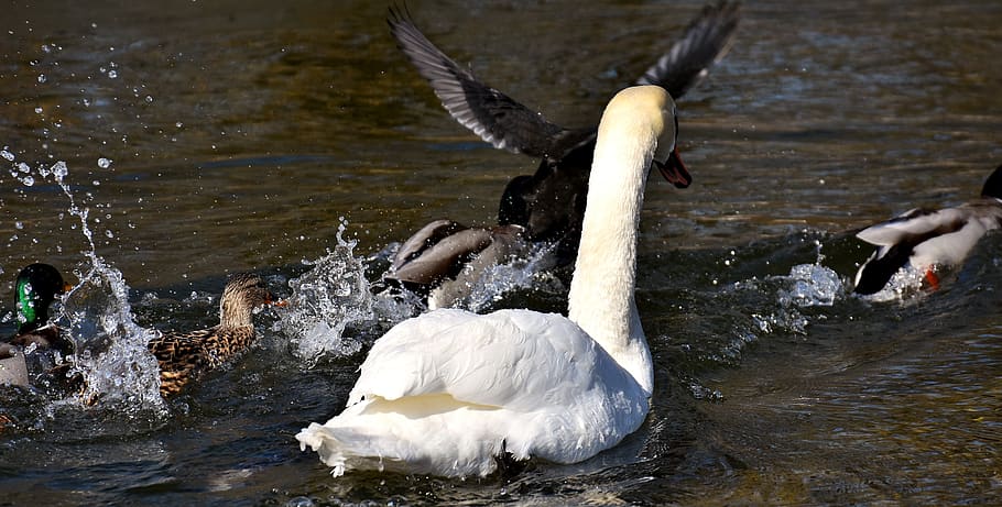 goose, flying, flight, ducks, swans, birds, water bird, animal world HD wallpaper