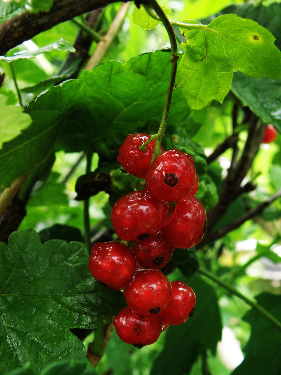 currant, berry, red, ripe, fresh, food and drink, healthy eating HD wallpaper