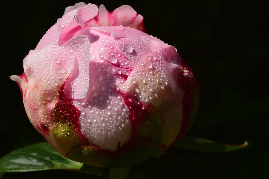 peony, bud, pink, blossom, bloom, wet, dew, dewdrop, moist HD wallpaper