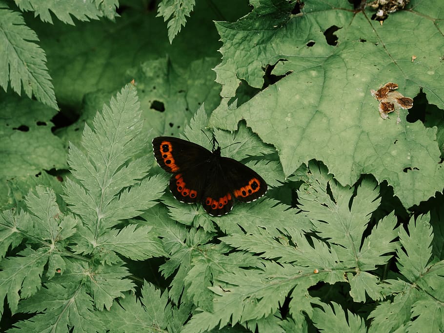 butterfly, nature, leave, plant part, leaf, invertebrate, animal themes HD wallpaper