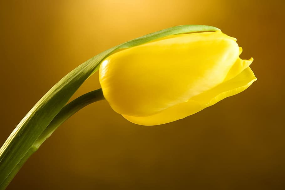 tulip, beautiful, blossom, botany, daisy, flora, flower, gerbera HD wallpaper