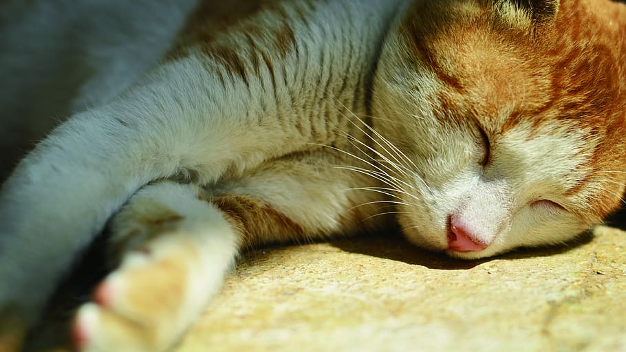 india, udaipur, cat, sleep, feline, pets, domestic, mammal HD wallpaper