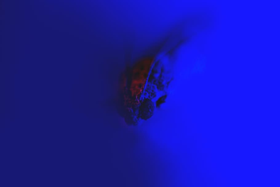 insect, blue, red, close-up, macro, one animal, animal themes HD wallpaper