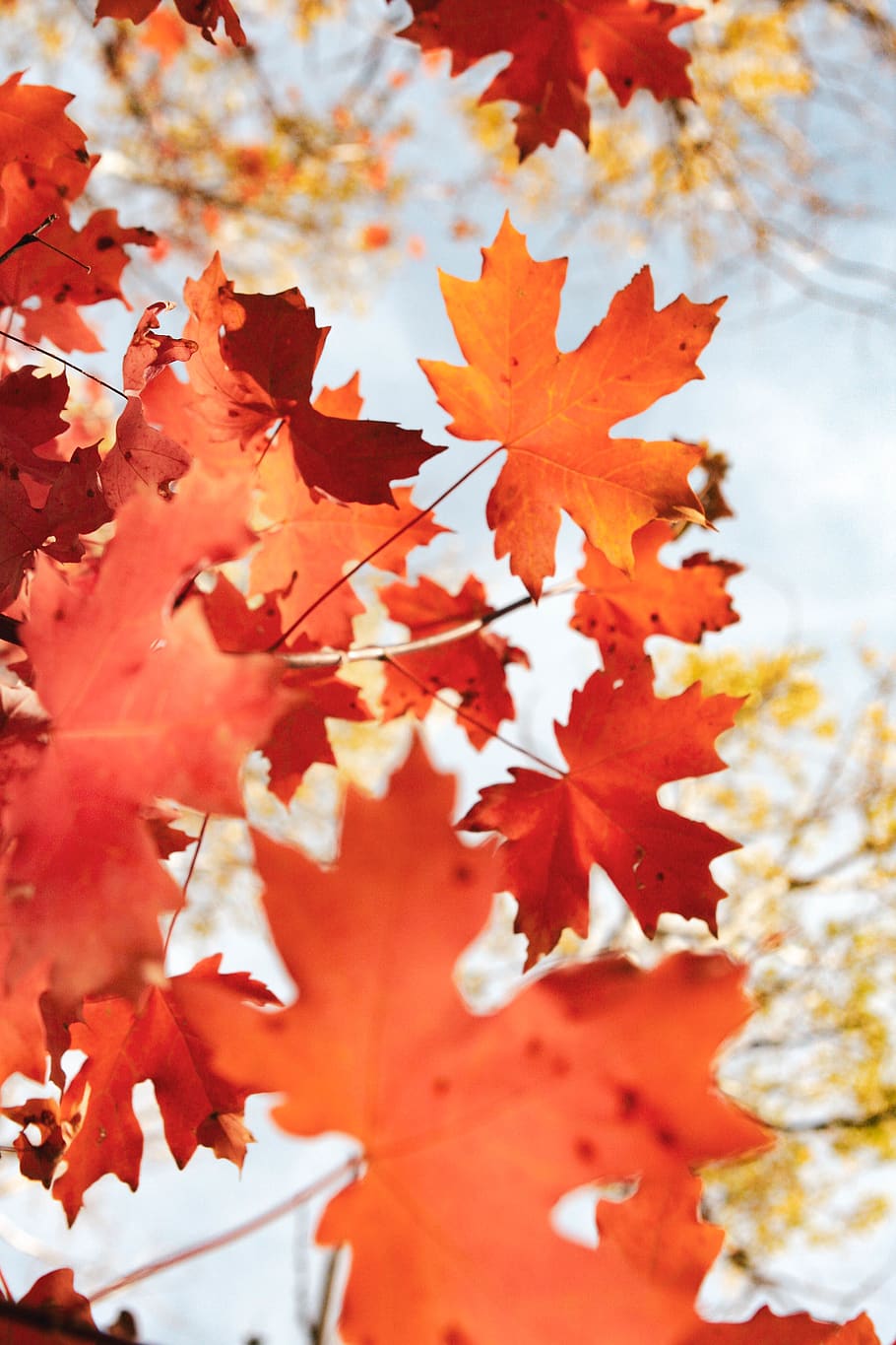 brown maple leaf, autumn, change, plant part, orange color, close-up HD wallpaper