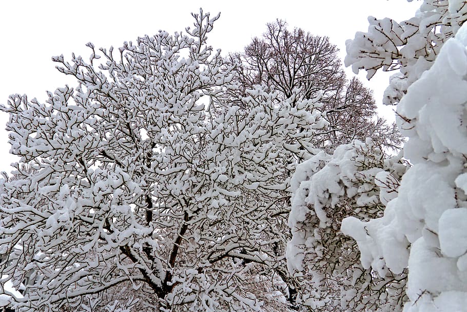 winter, snow, tree, landscape, cold, wintry, nature, winter magic HD wallpaper