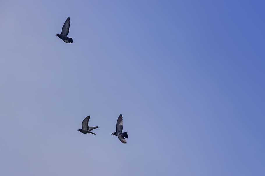 pigeons, flying, sky, bird, nature, animal, animal world, dom HD wallpaper