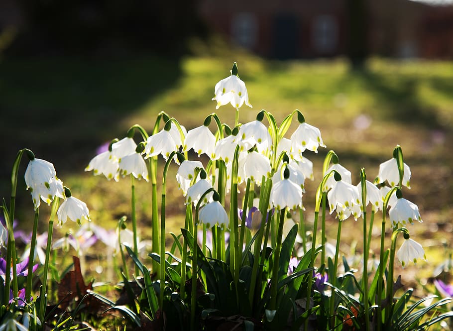 snowflake, flower, spring, blossom, bloom, spring flower, white HD wallpaper