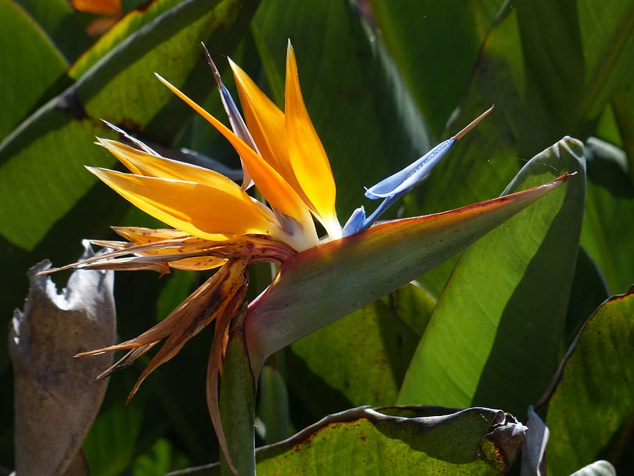 flower, nature, bloom, flora, yellow, garden, plant, beauty in nature HD wallpaper