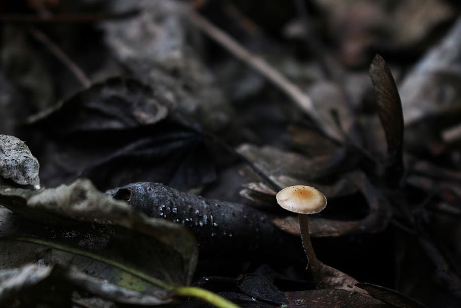 little, tiny, mushroom, forest, germany, plant, no people, growth HD wallpaper