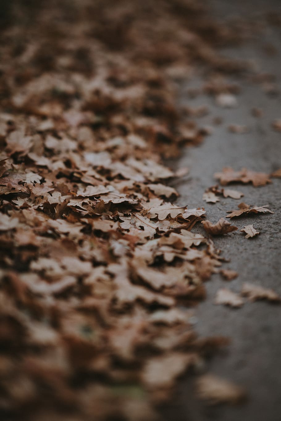 dried leaves, selective focus, no people, close-up, dry, plant part HD wallpaper