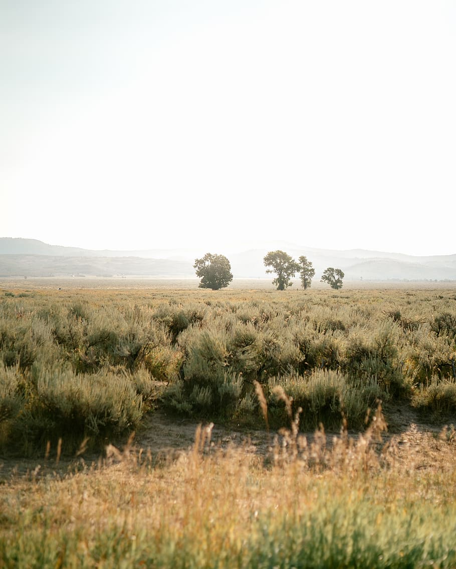 united states, jackson, plant, environment, landscape, sky HD wallpaper