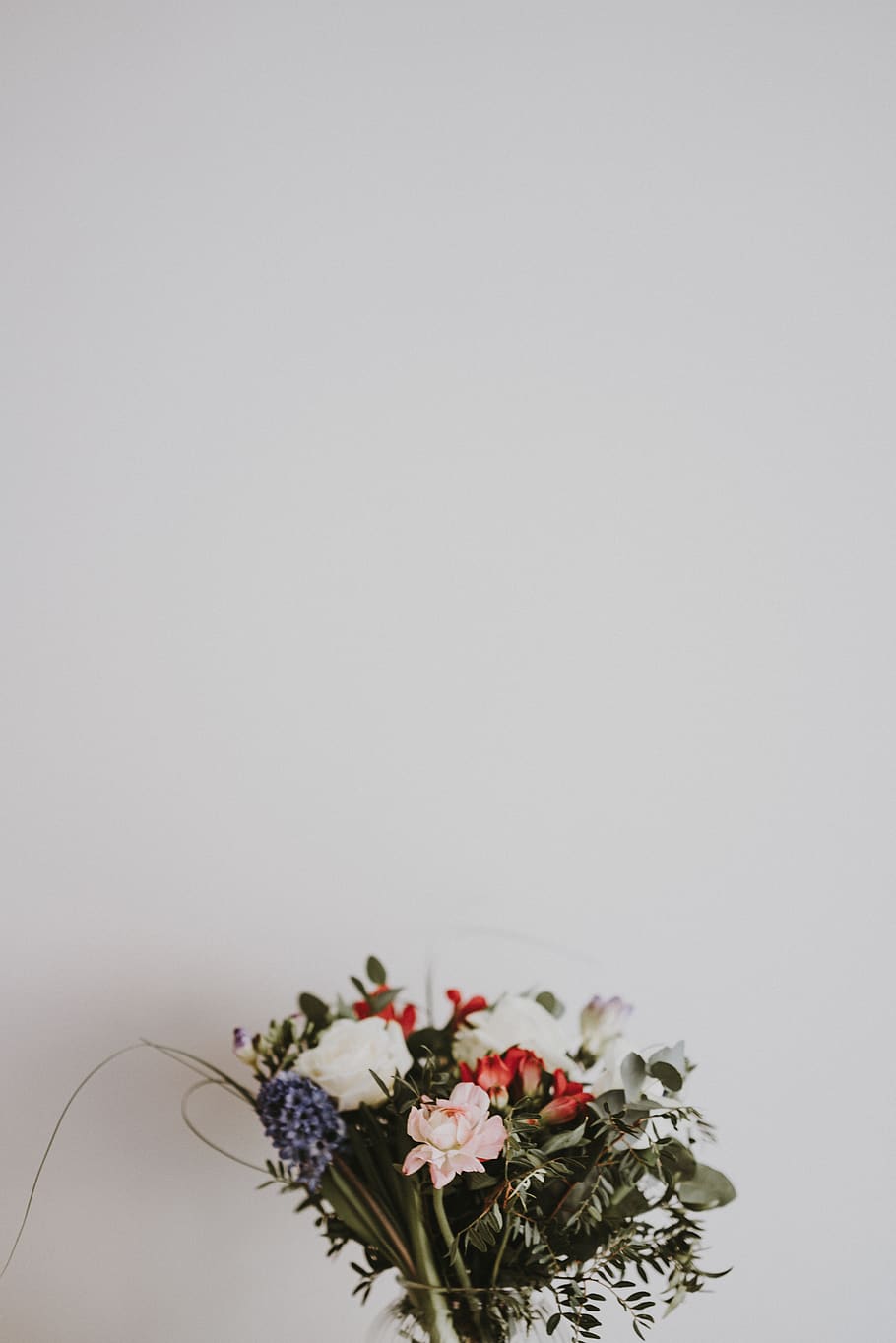 white-petaled flower, plant, flowering plant, copy space, indoors HD wallpaper