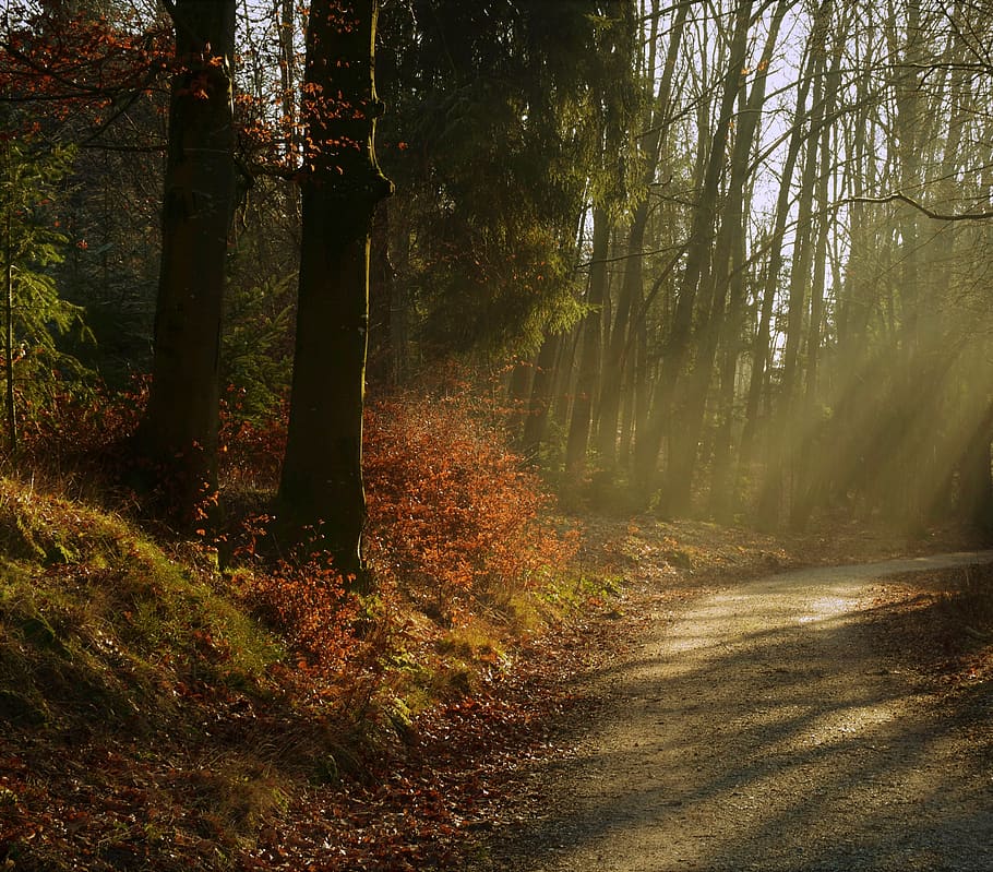 forest, trees, nature, landscape, fog, secret, light, scenic HD wallpaper
