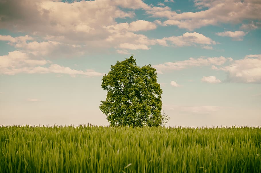 tree, sun, summer, field, plant, land, growth, green color HD wallpaper