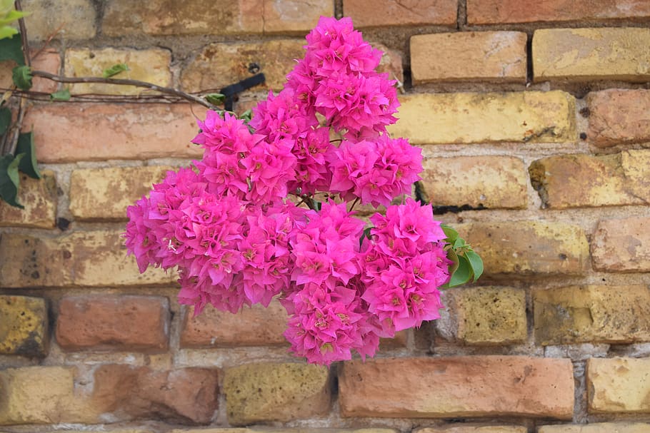spain, seville, flower, flowering plant, pink color, fragility HD wallpaper