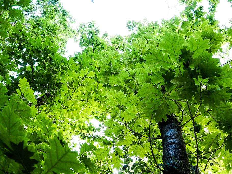 germany, dohr, cochem, fresh, new, trees, grow, growing, summer HD wallpaper