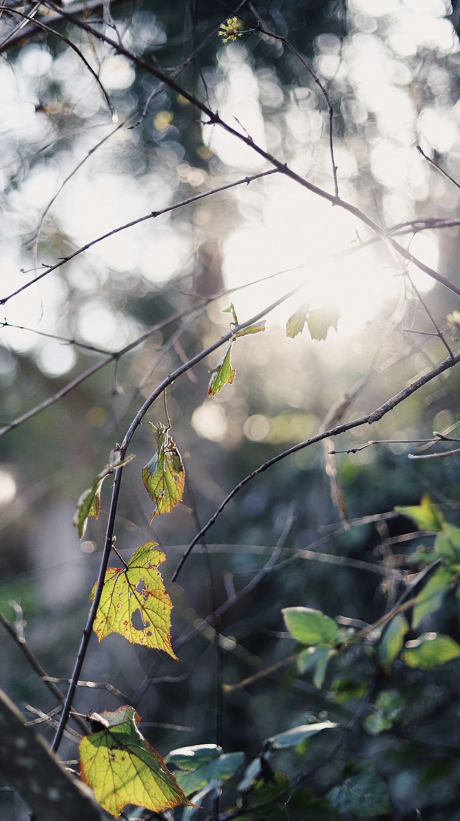 leaf, plant, tree, veins, flare, light, sunlight, animal, bird HD wallpaper