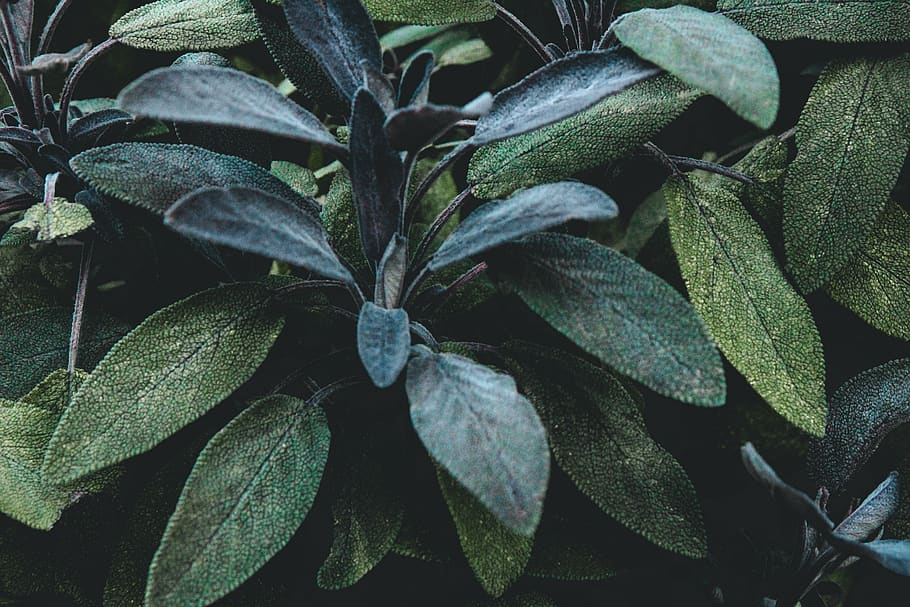 germany, cologne, herb, wallpaper, background, plants, leaves HD wallpaper
