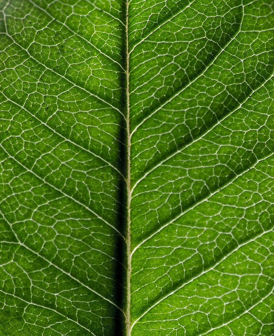 argentina, bahía blanca, leaf, plant part, leaf vein, close-up