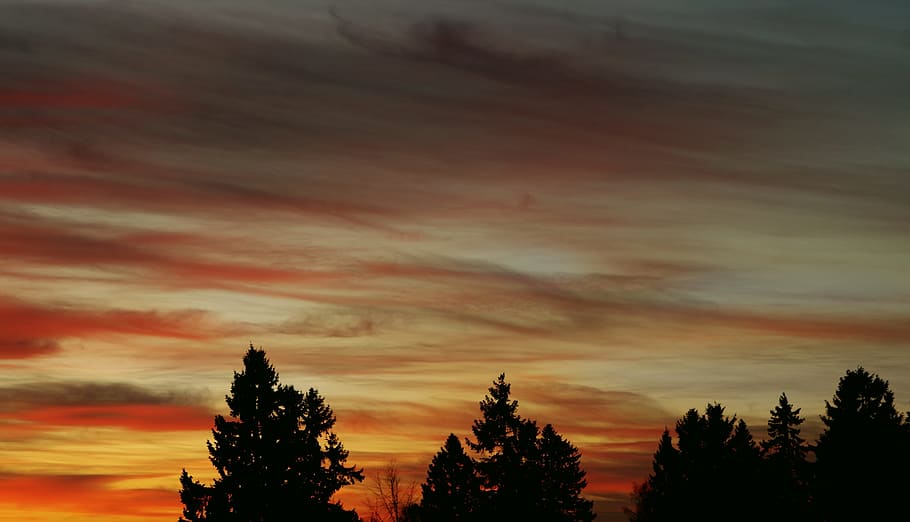 Silhouette Image of Trees Under Orange Clouds, dark, dusk, evening HD wallpaper