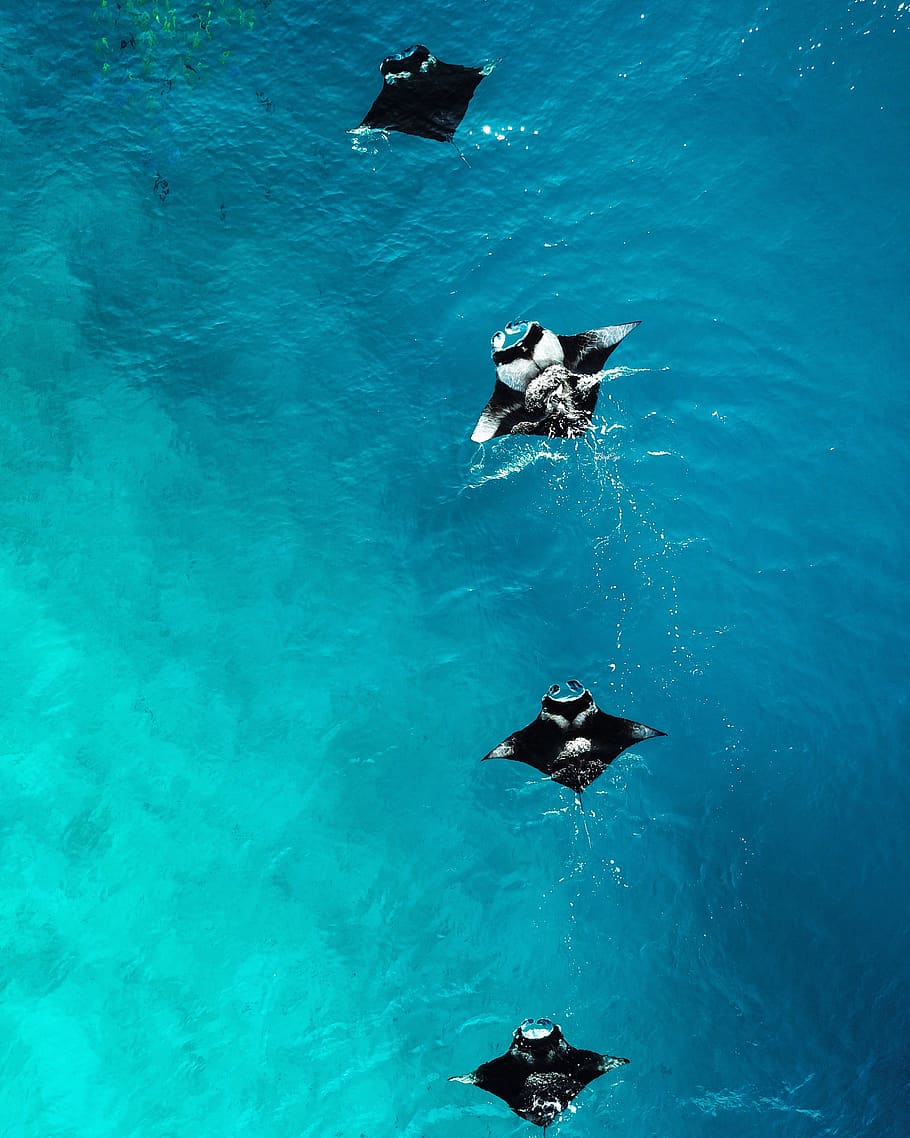 four black manta rays in water during daytime, animal themes
