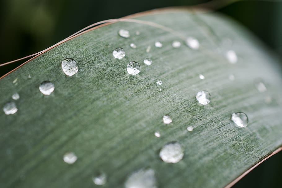 rain, raindrop, close-up, wet, plant, leaf, water, green color HD wallpaper
