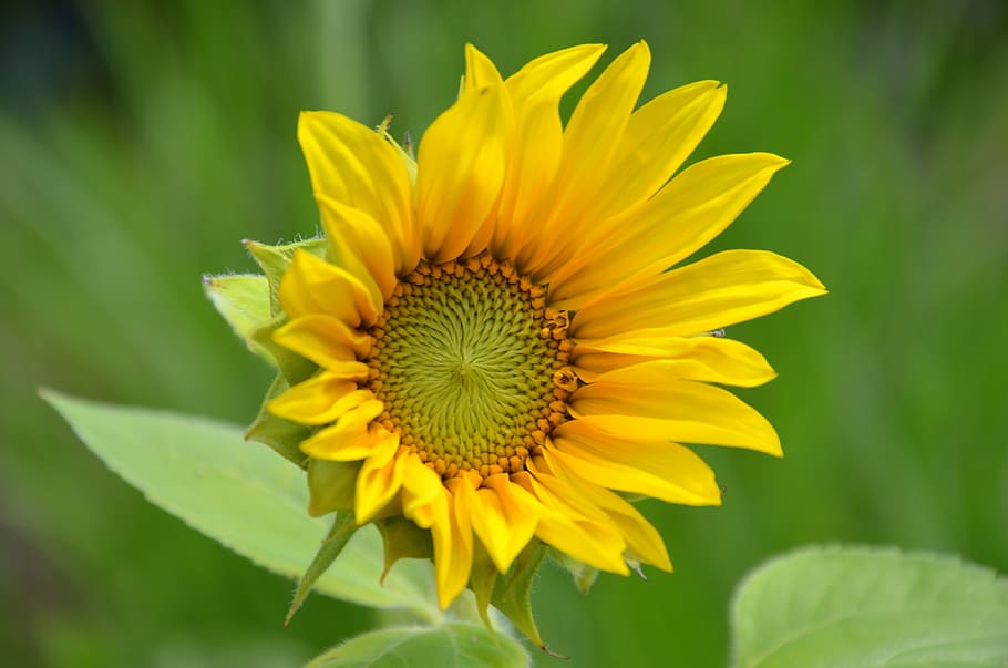 sunflower, summer, blossom, bloom, plant, flowering plant, fragility HD wallpaper