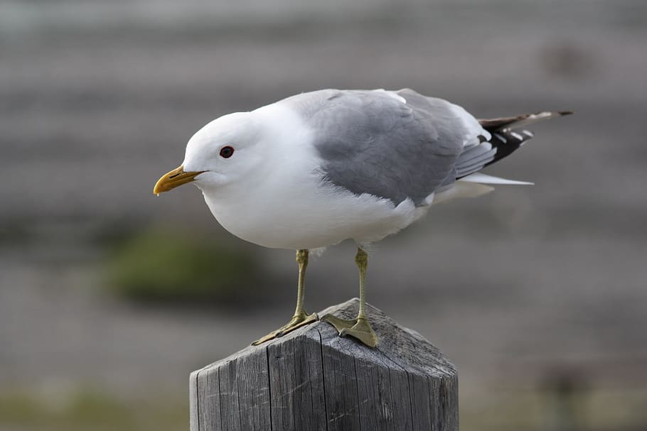 seagull, mew, perched, bird, close up, hannawacker, wildlife HD wallpaper