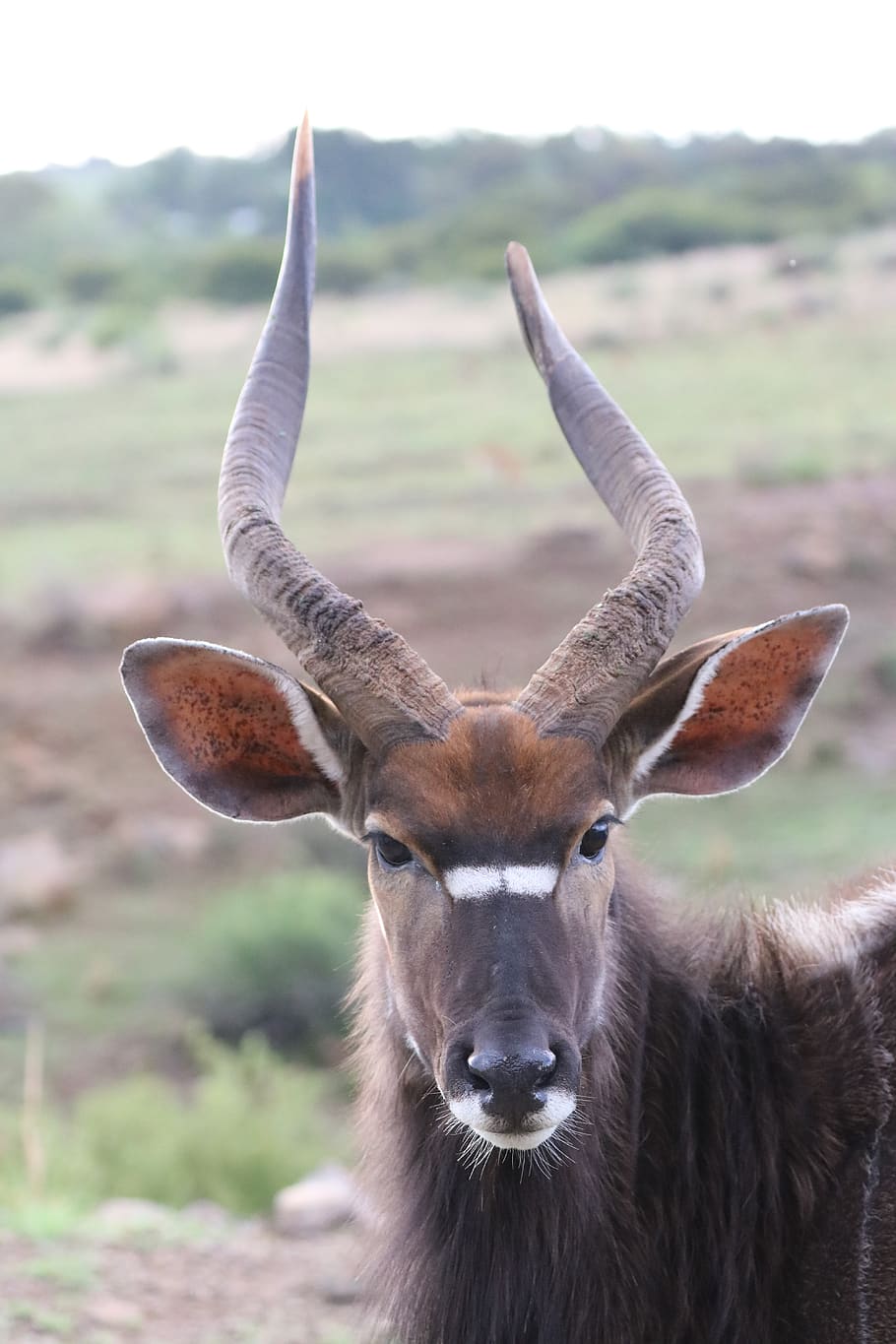 nyala, antelope, males, horns, bock, mammal, africa, animal, HD wallpaper